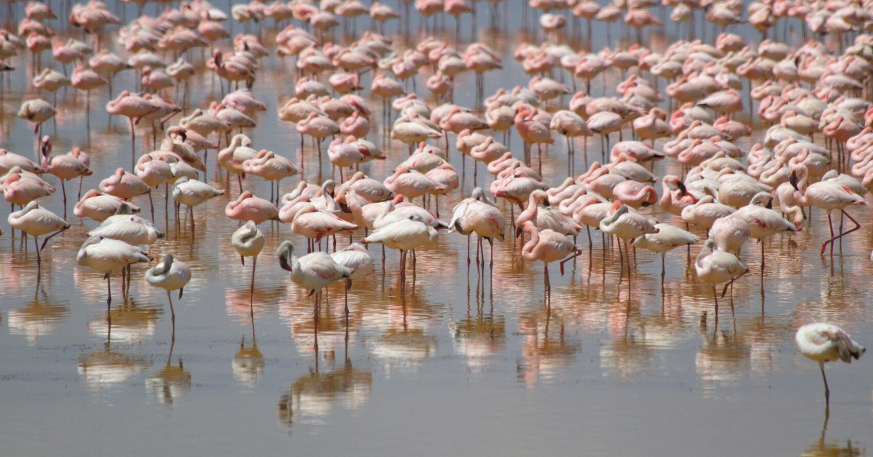 All Creatures Photo Contest